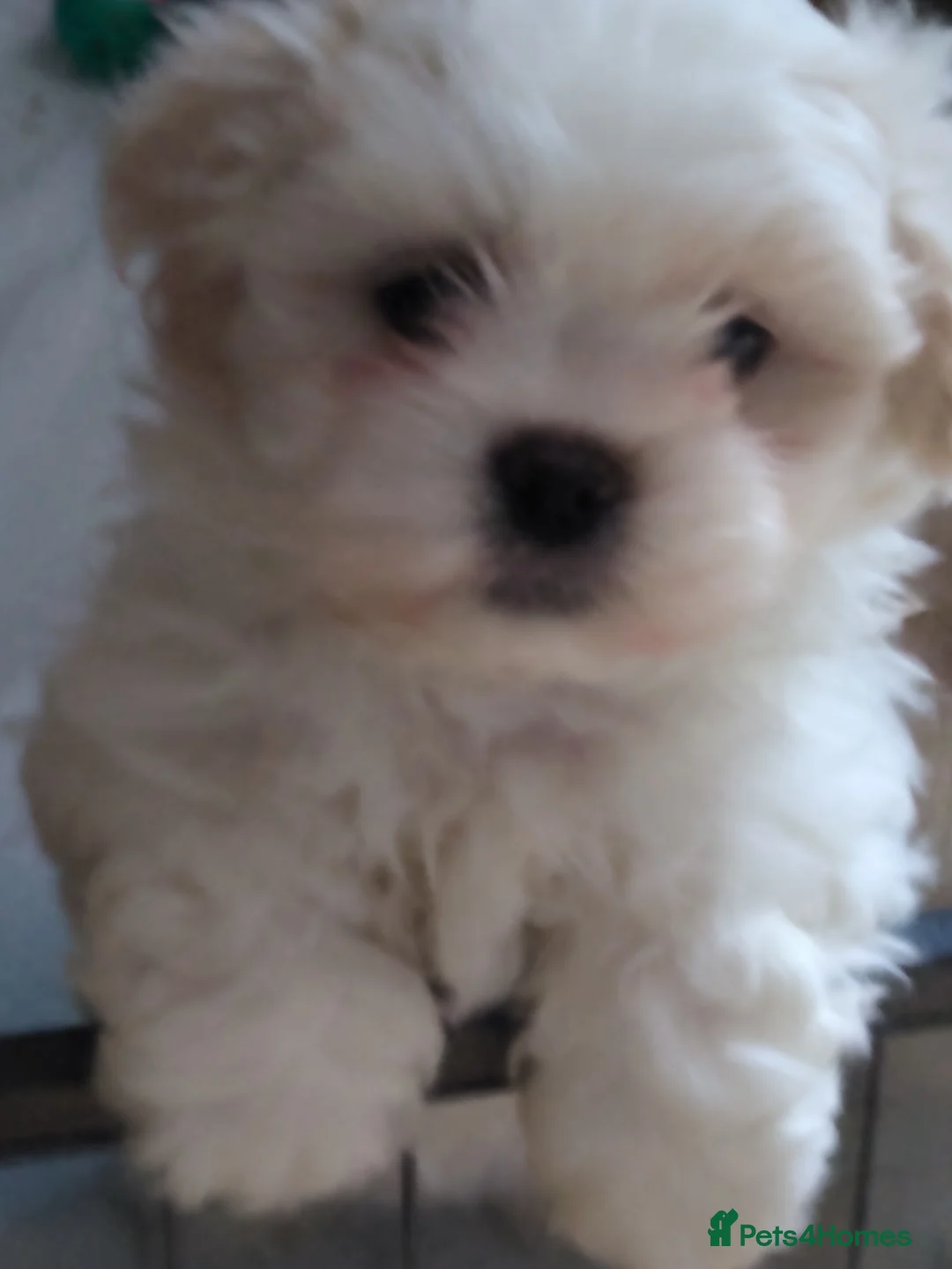 Zuchon dogs for sale: Shi chin/zuchon - Advert 2