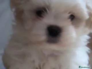Zuchon dogs Shichon/Zuchon - Advert 10