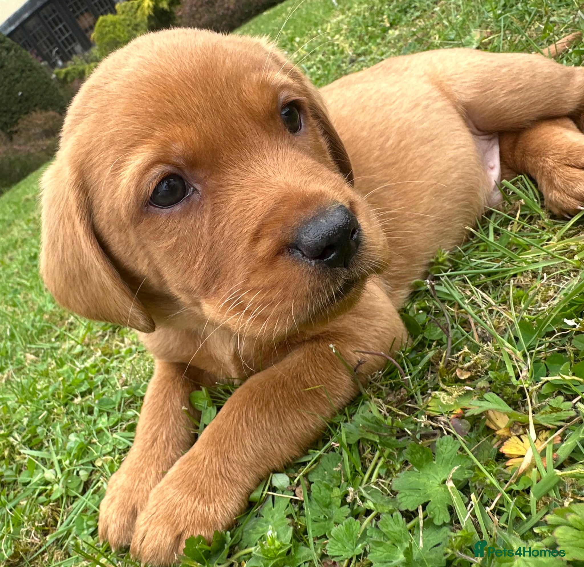 Labrador Retriever dogs beautiful kc registered fox red Labrador puppies  - Advert 1