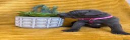 Staffordshire Bull Terrier dogs for sale: KC Blue Staffordshire bull terrier puppies  - Advert 31