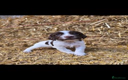 Sprocker dogs for sale: Hendrix the male sprocker available. - Image 27