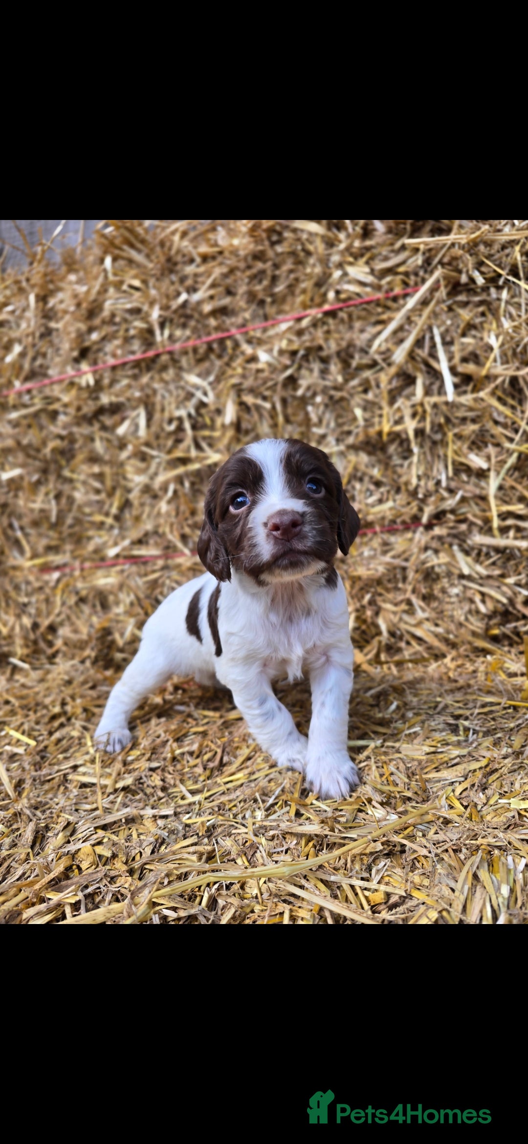 Sprocker dogs for sale: Hendrix the male sprocker available. - Image 27