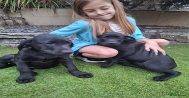 Labrador Retriever dogs - Advert 10