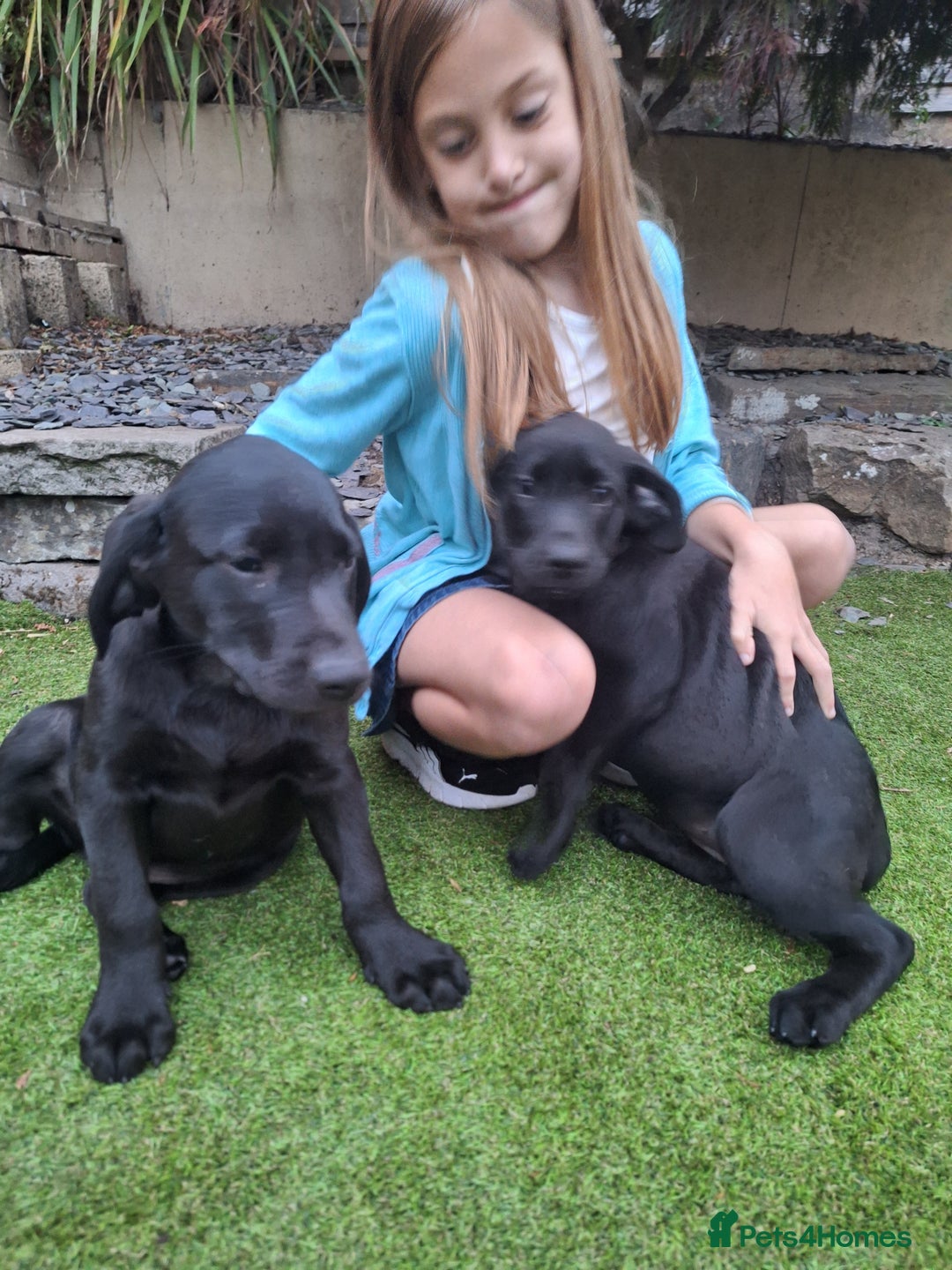 Labrador Retriever dogs for sale: ONLY 2 LEFT. Beautiful Healthy Labrador Puppies - Image 2