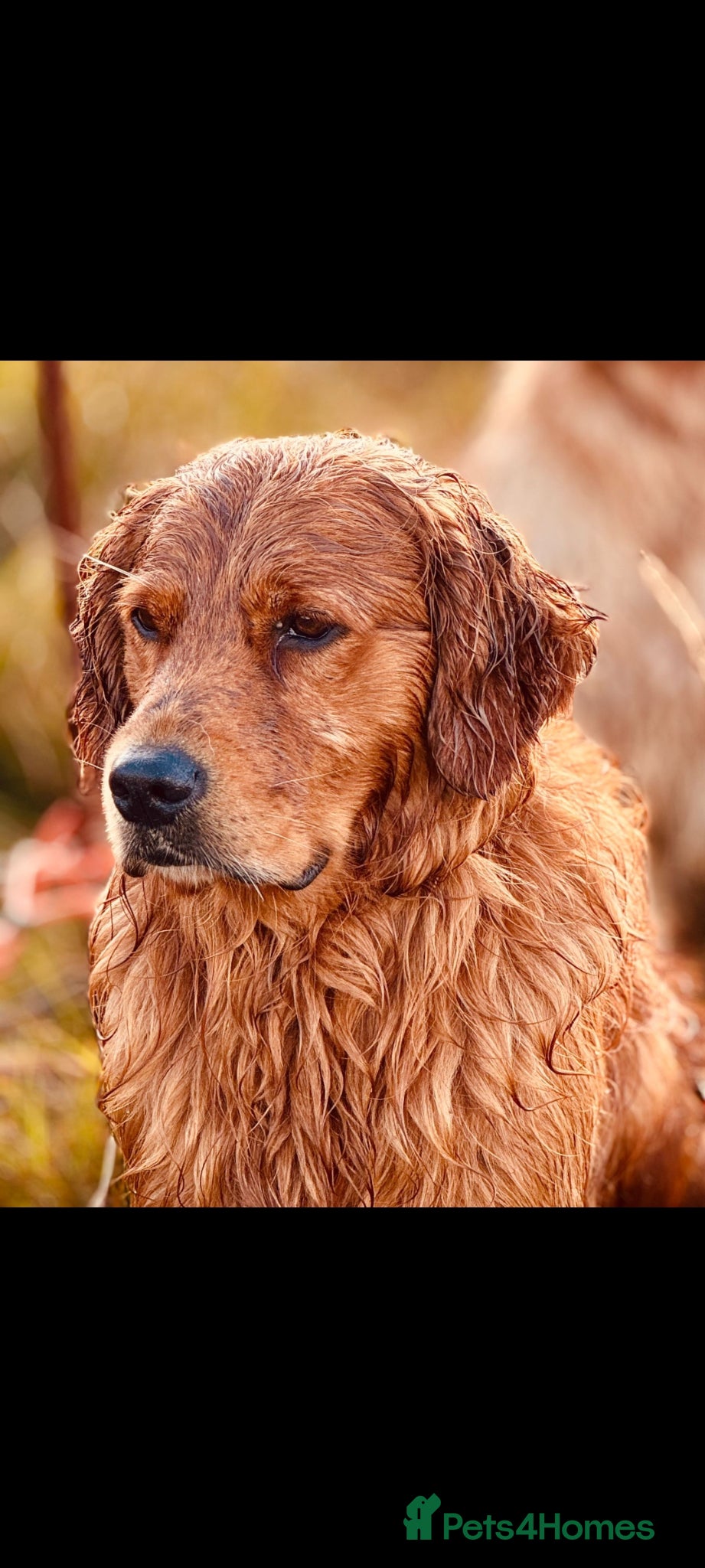 Golden Retriever dogs  HEALTH TESTED GOLDEN RETRIEVERS  - Advert 4
