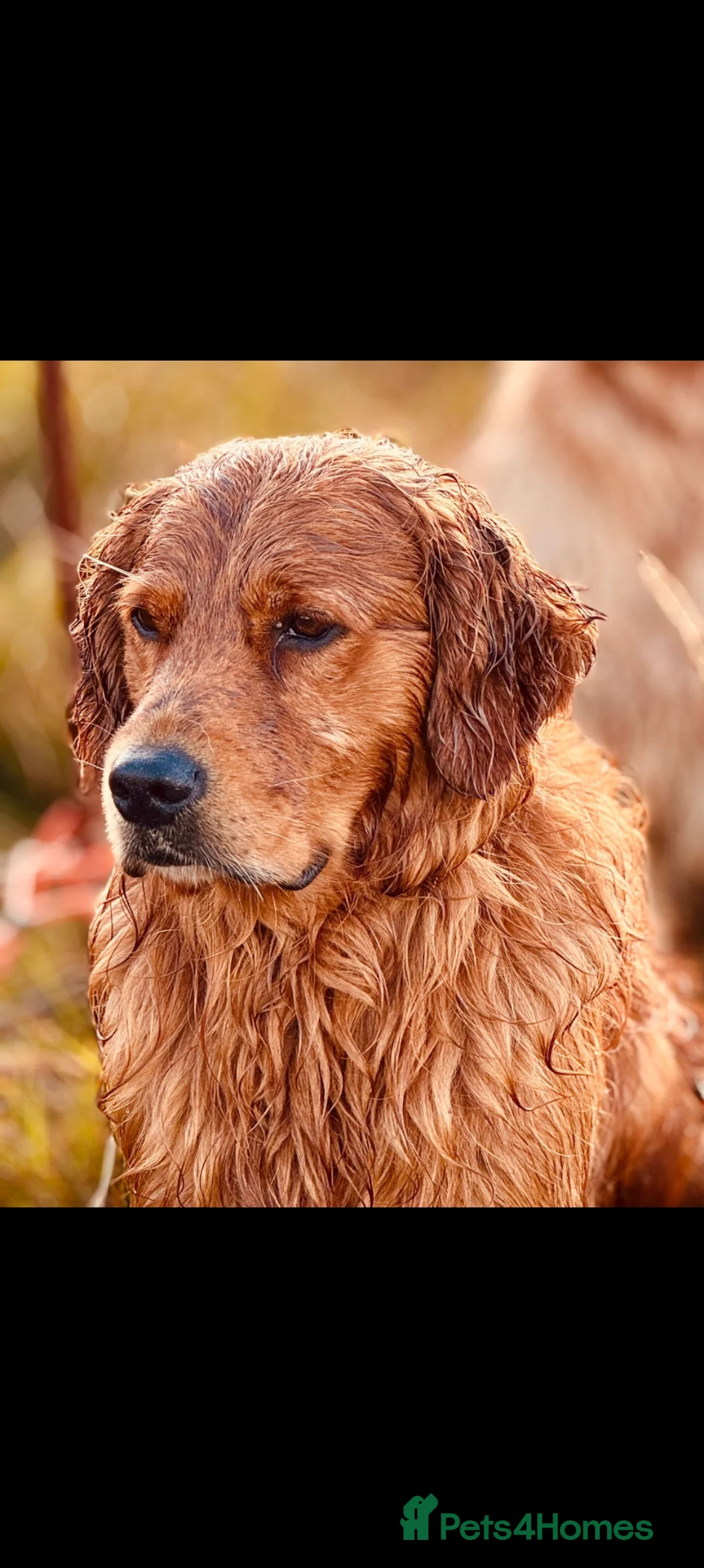 Golden Retriever dogs for sale: STUNNING HEALTH TESTED RETRIEVERS  - Advert 2