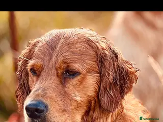 Golden Retriever dogs HEALTH TESTED GOLDEN RETRIEVERS - Advert 4
