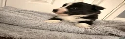 Border Collie dogs for sale: Gorgeous Border Collie Puppies  - Advert 2