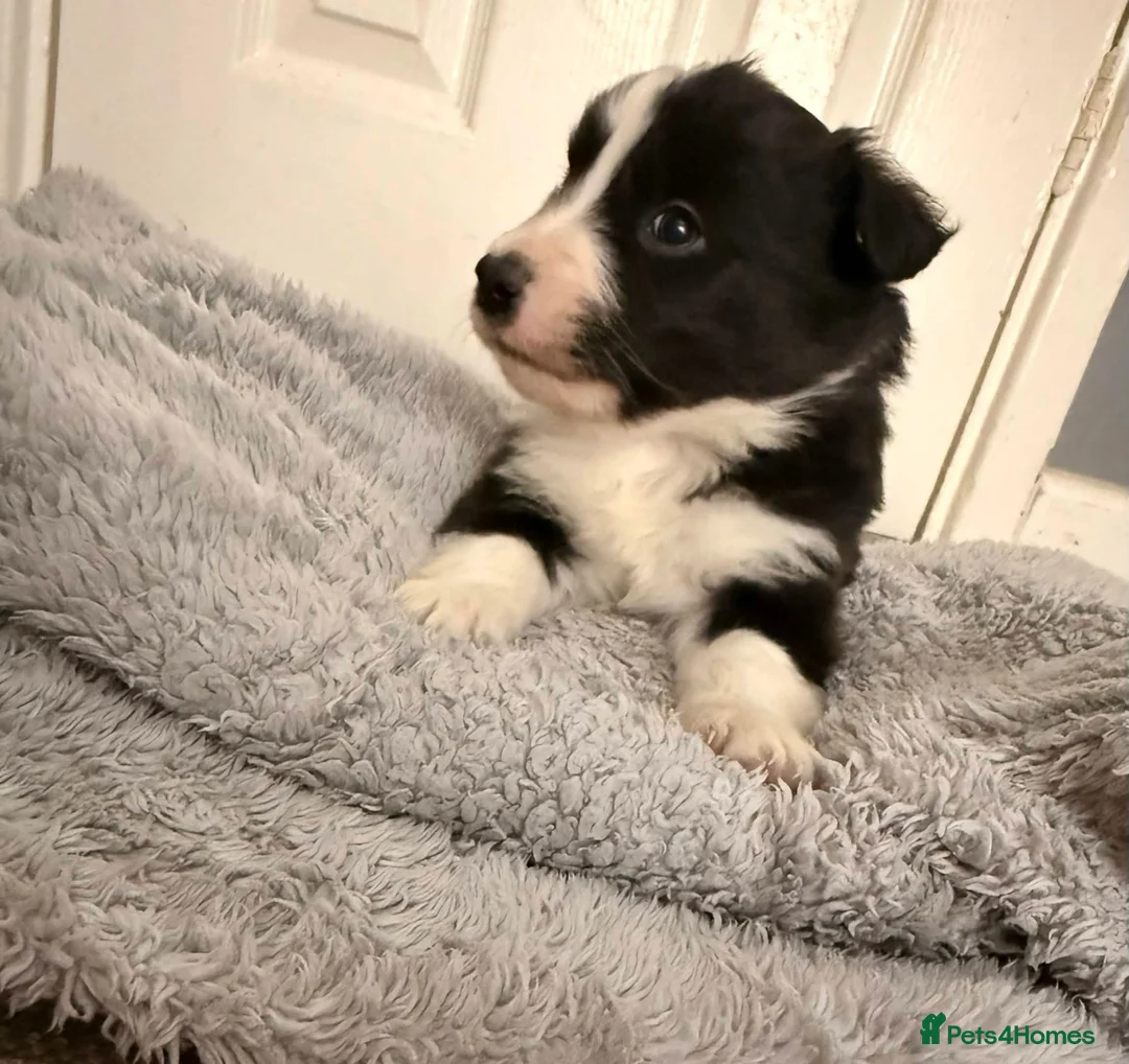 Border Collie dogs for sale: Gorgeous Border Collie Puppies  - Advert 2