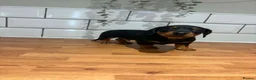 Dachshund dogs for sale: Beautiful dachshund puppies - Advert 17