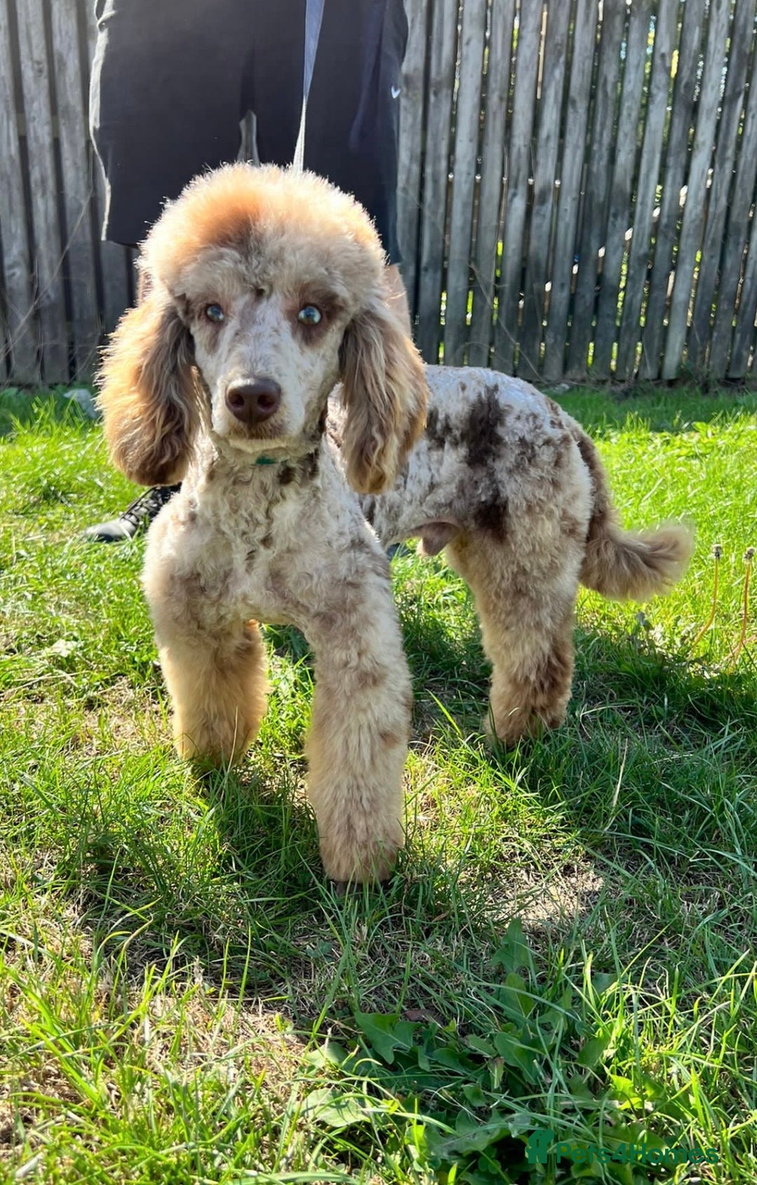 Cockapoo dogs for sale: Outstanding Cockapoos’s  - Advert 29
