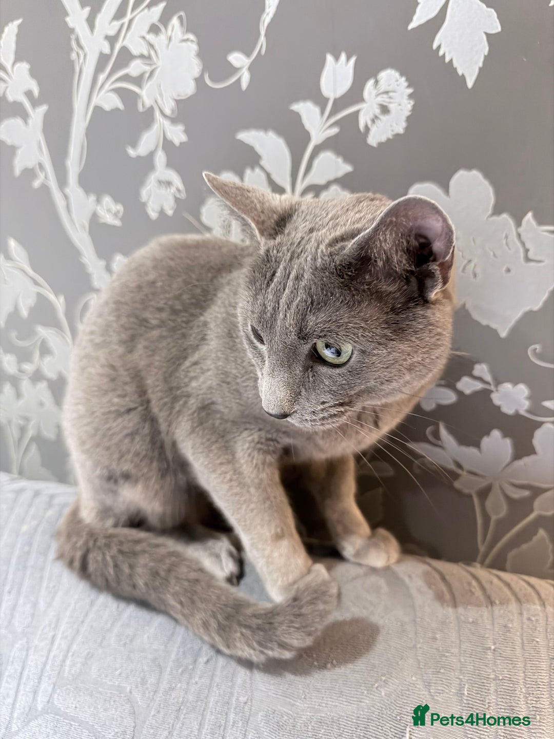 Russian Blue cats for sale:  friendly Russian blue excellent with kids - Advert 7