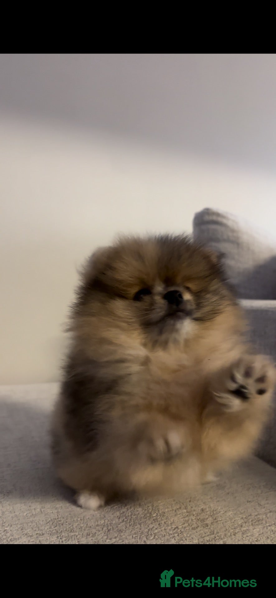 Pomeranian dogs Beautiful teddy sable pomeranian boy  - Advert 13