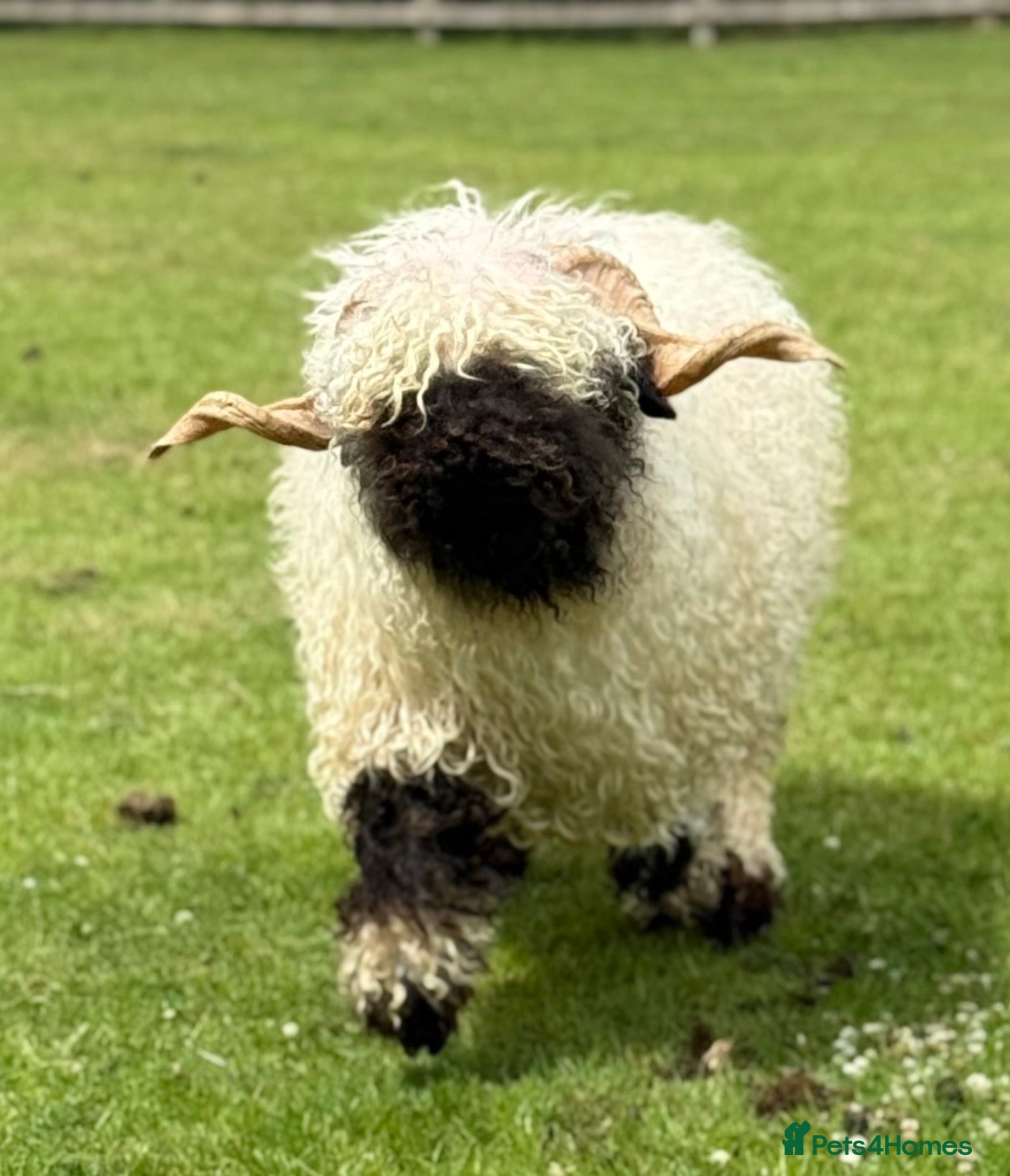 Sheep livestock for sale: Beautiful perfectly marked Valais Blacknose ram - Advert 1