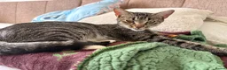 Domestic Shorthair cats for sale: Adorable Male kittens - Advert 7