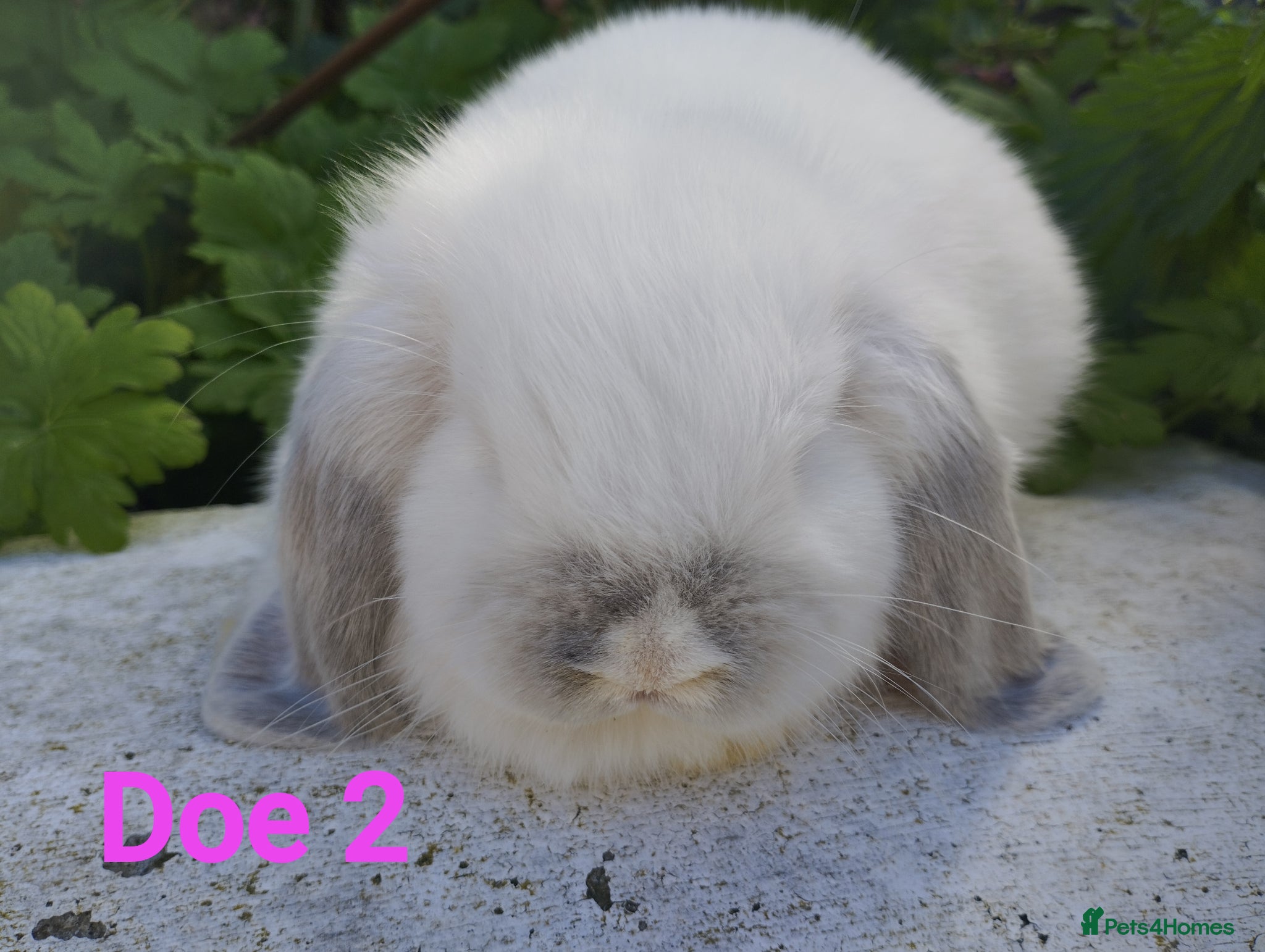 Mini Lop rabbits Buck 2 and Doe 2 Ready to leave 🥰 - Advert 1