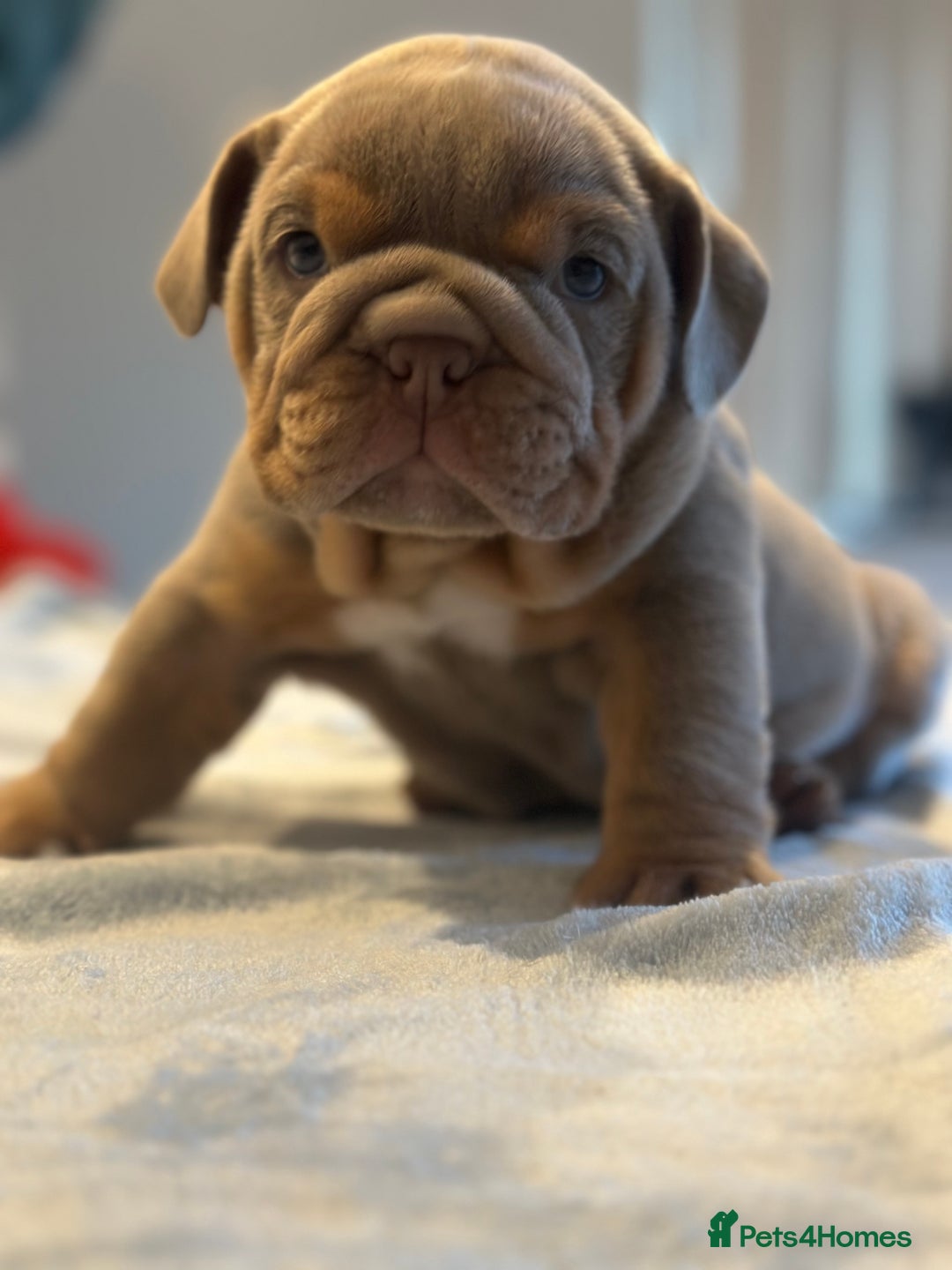 English Bulldog dogs for sale: Stunning KC Registered English Bulldog Puppies - Image 14