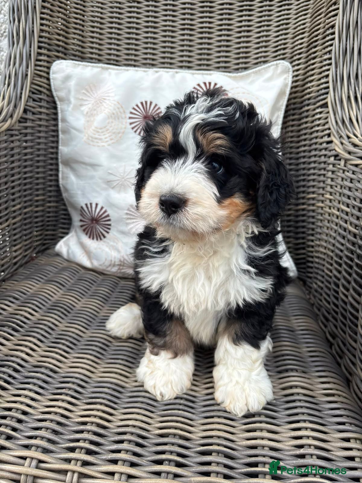 Bernedoodle dogs Bernedoodle pups - Advert 1
