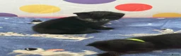 Mixed Breed cats for sale: Only 2 male Kittens left.  ** .  in Sheffield - Advert 3