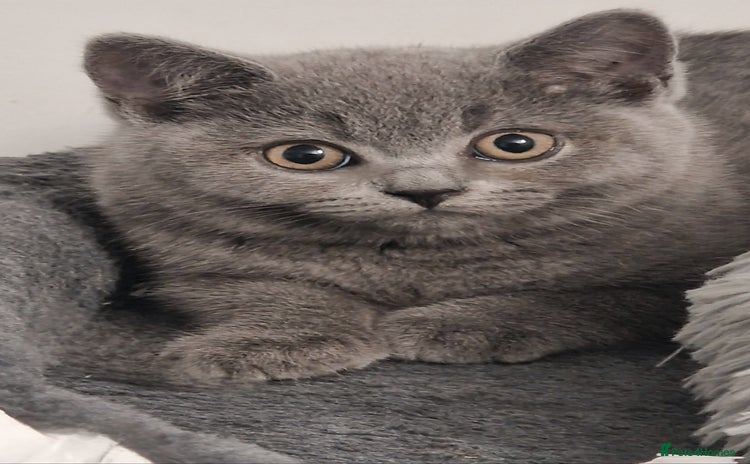 British Shorthair cats - Advert 2