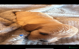 Cavapoo dogs for sale: Cavapoo - Image 6