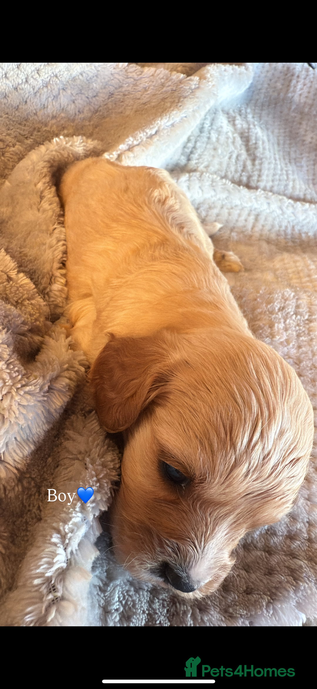Cavapoo dogs for sale: Cavapoo - Image 6