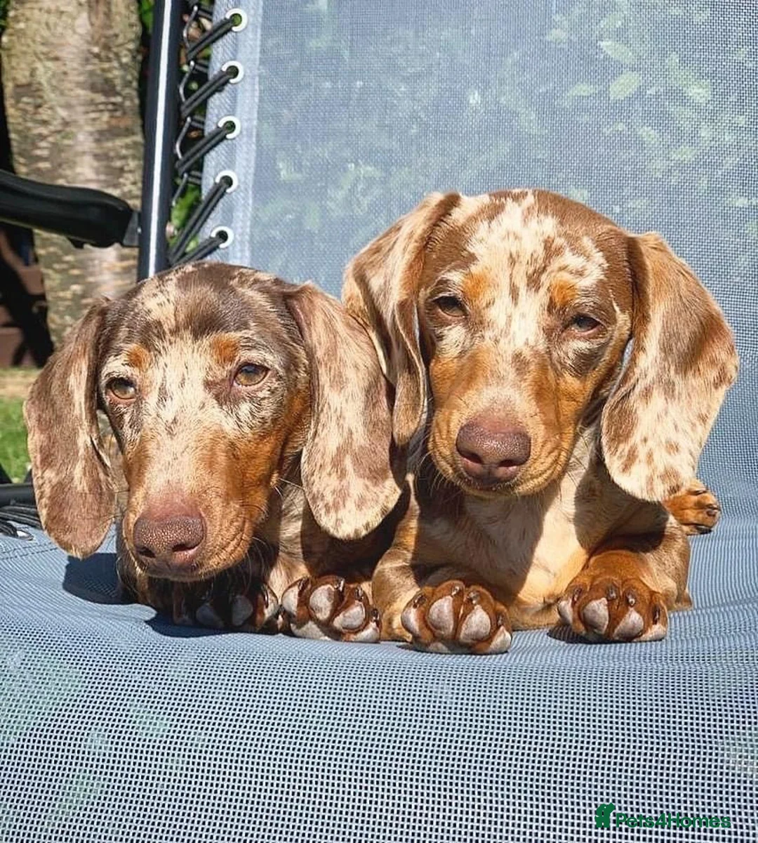 Miniature Dachshund dogs for stud: ISABELLA AND TAN DAPPLE DACHSHUND  in Sunderland - Advert 8