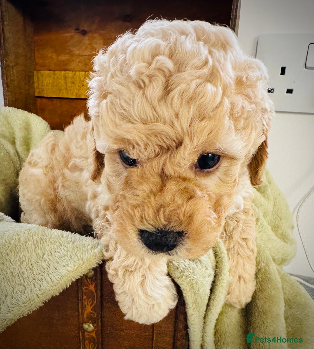 Cavapoochon dogs for sale: F1b Cavapoochon  - Image 30