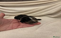 Cocker Spaniel dogs for sale: Cocker Spaniel Pups Seeking Forever Homes!💖 - Image 21
