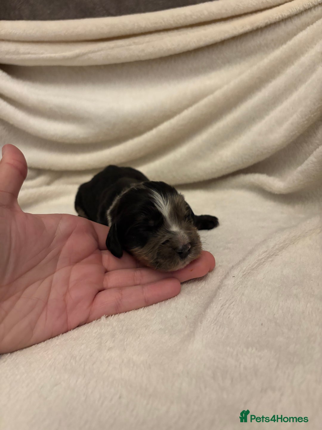 Cocker Spaniel dogs for sale: Cocker Spaniel Pups Seeking Forever Homes!💖 - Image 21