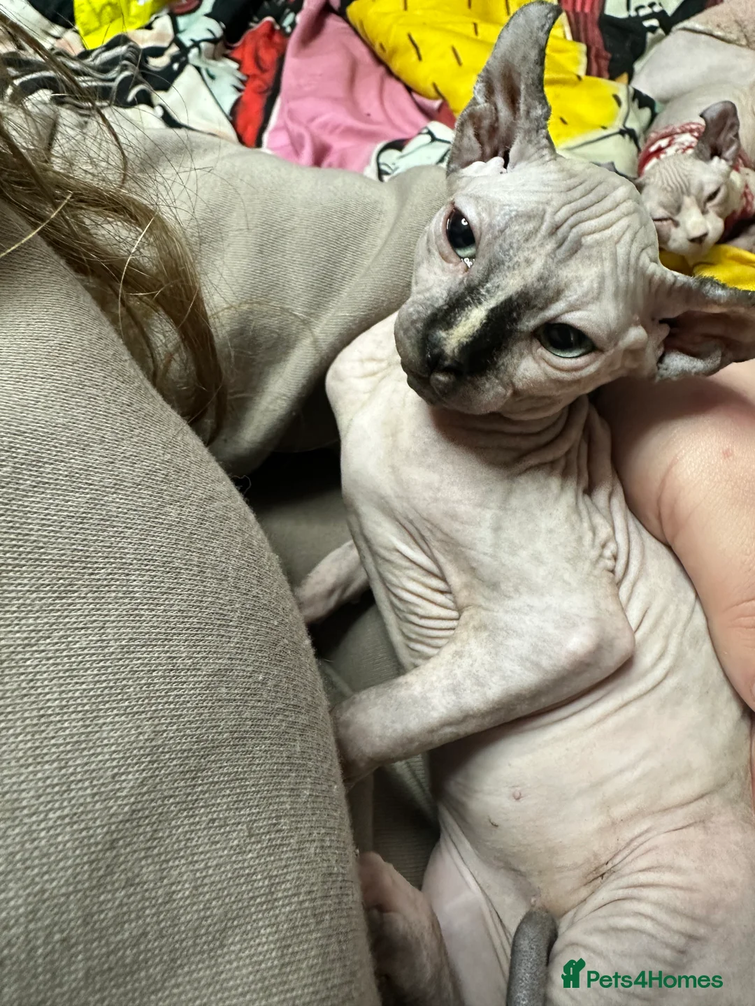Sphynx cats for sale: LOVING SPHYNX KITTENS READY TO GO🤍 - Advert 29