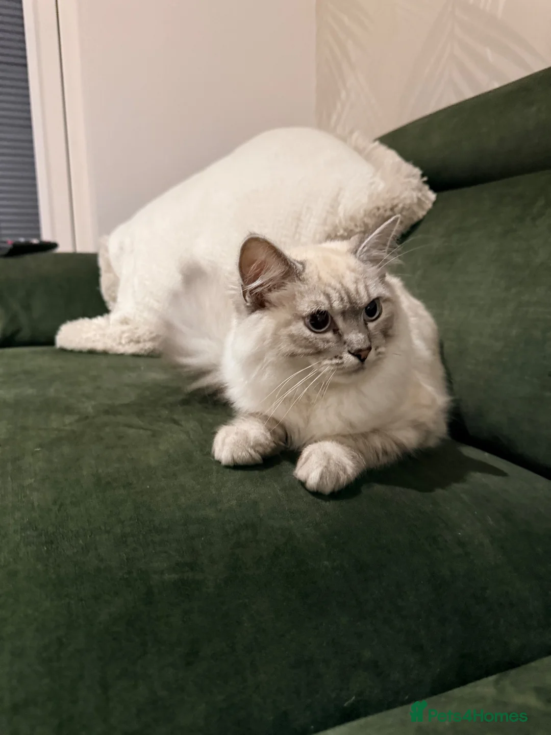 Ragdoll cats for sale: Lynx Point Ragdoll Kitten - Advert 1