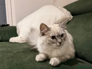 Ragdoll cats Lynx Point Ragdoll Kitten - Advert 1