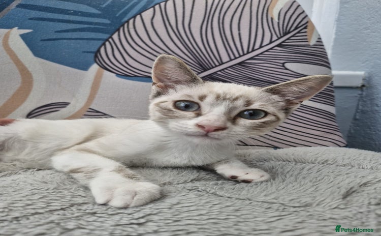 Snowshoe cats - Advert 1