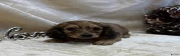 Miniature Dachshund dogs for sale: Stunning KC Long Haired Miniature Dachshund 🐶🐶 - Advert 15