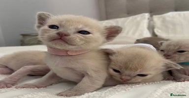 Burmese cats - Advert 14
