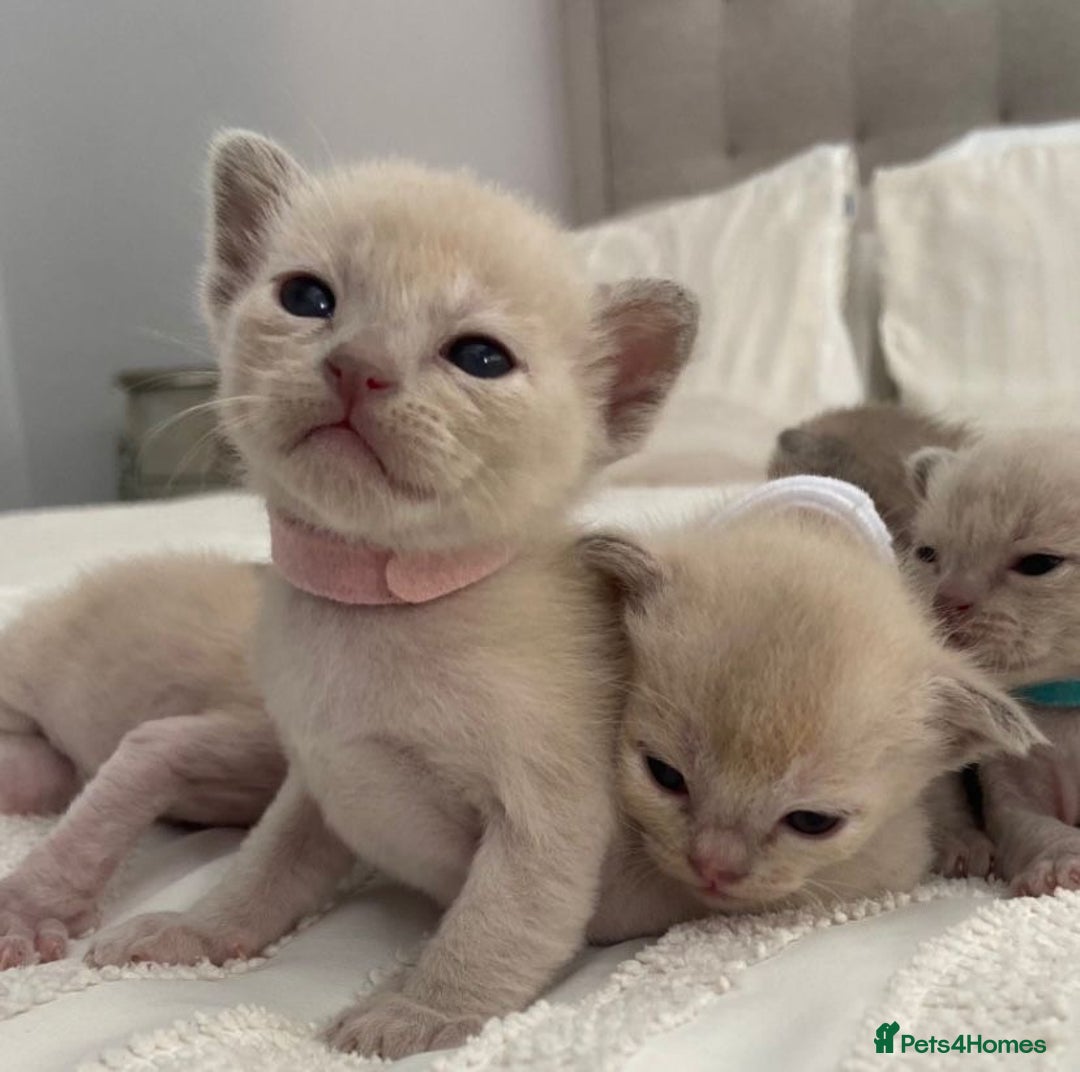 Burmese cats for sale: Exceptional Burmese Kittens  - Image 3