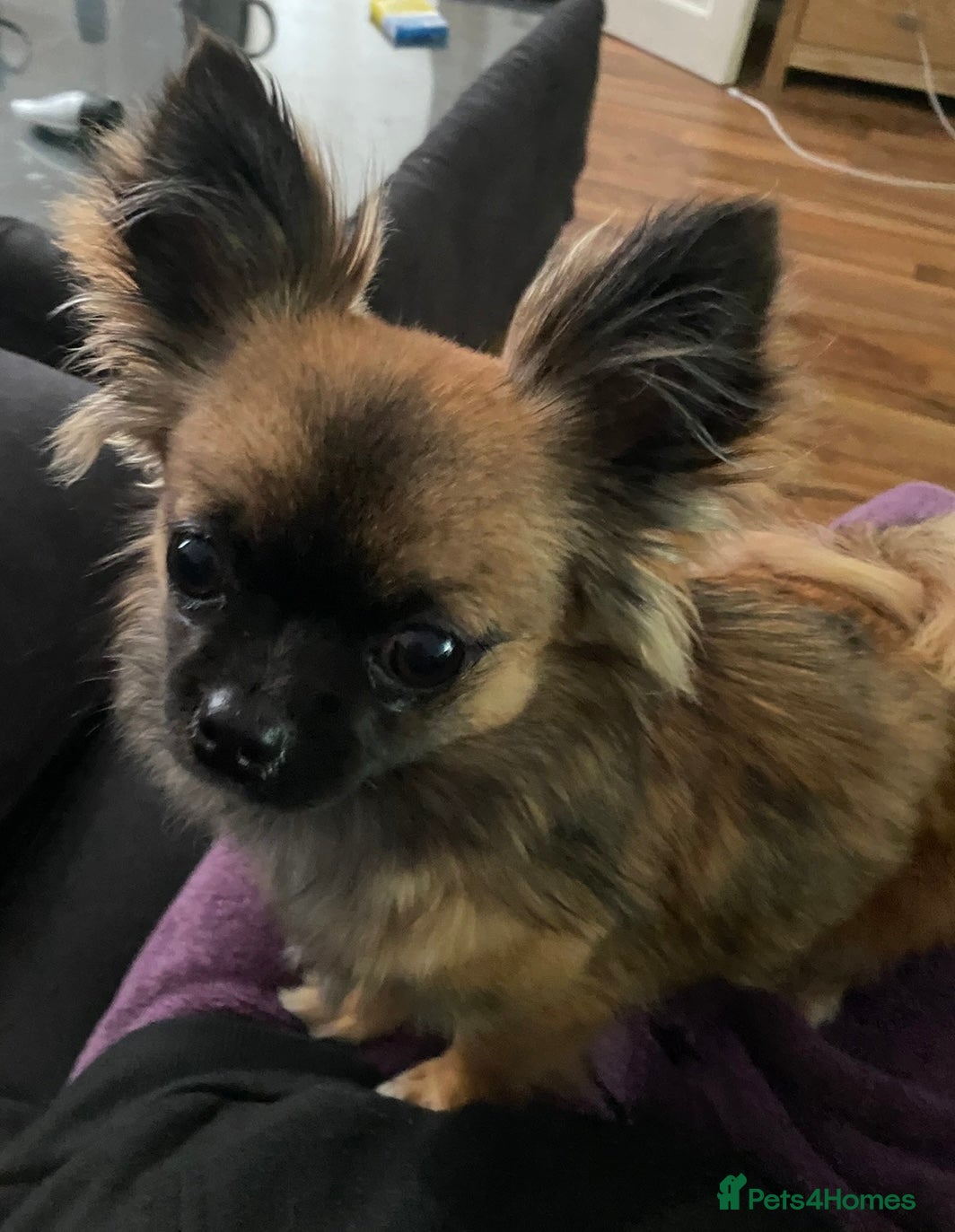 Mixed Breed dogs Beautiful Small Puppy Looking For A Loving Home - Advert 14