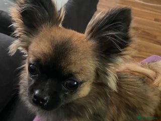 Mixed Breed dogs Beautiful Small Puppy Looking For A Loving Home - Advert 3