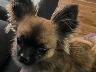 Mixed Breed dogs Beautiful Small Puppy Looking For A Loving Home - Advert 12