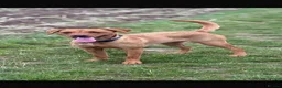 Labrador Retriever dogs for sale:  Fox red Labradors - Advert 1