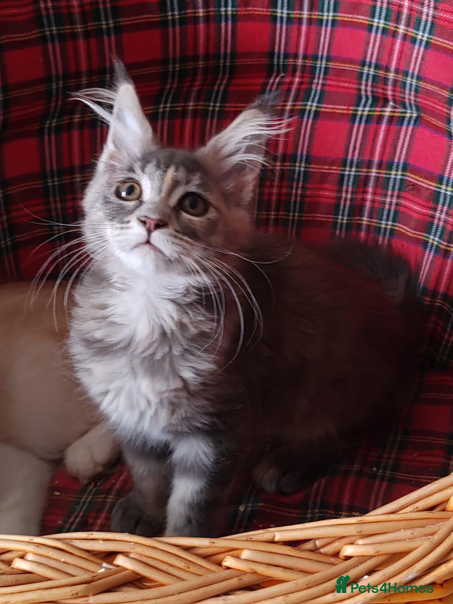 Maine Coon cats Last 3 girls available  - Advert 1