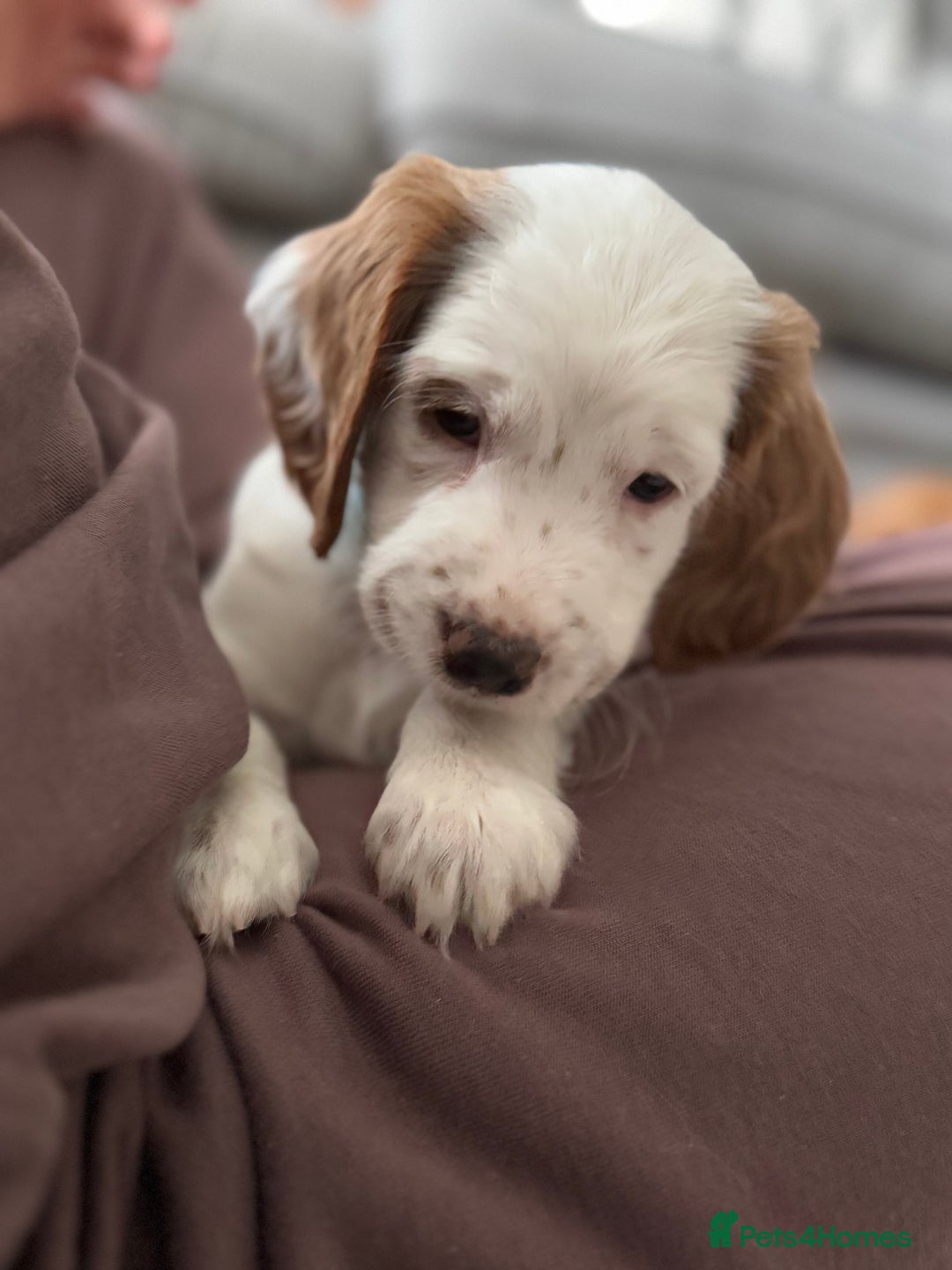 Cockapoo dogs for sale: Two gorgeous F2b Cockapoo girls left  - Advert 22