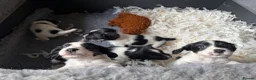 English Springer Spaniel dogs for sale: Springer Spaniel  - Advert 11