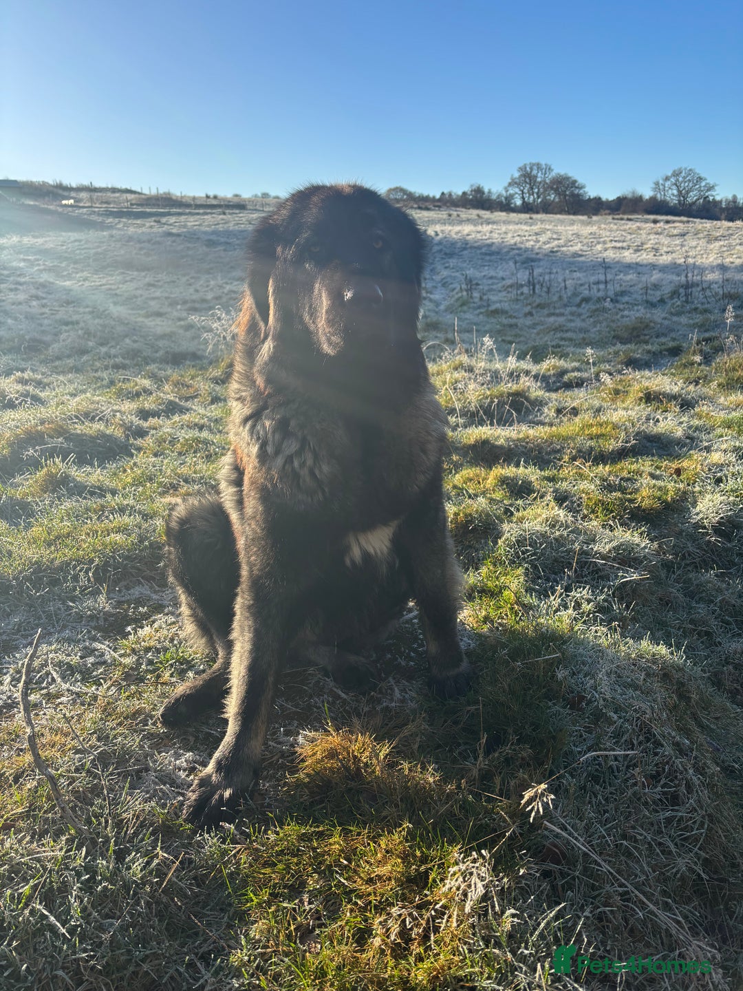 Caucasian Shepherd Dog dogs for sale: Caucasian Shepherds  - Advert 12
