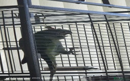 Parakeets birds for sale: 5 month old derbyan male  - Image 4