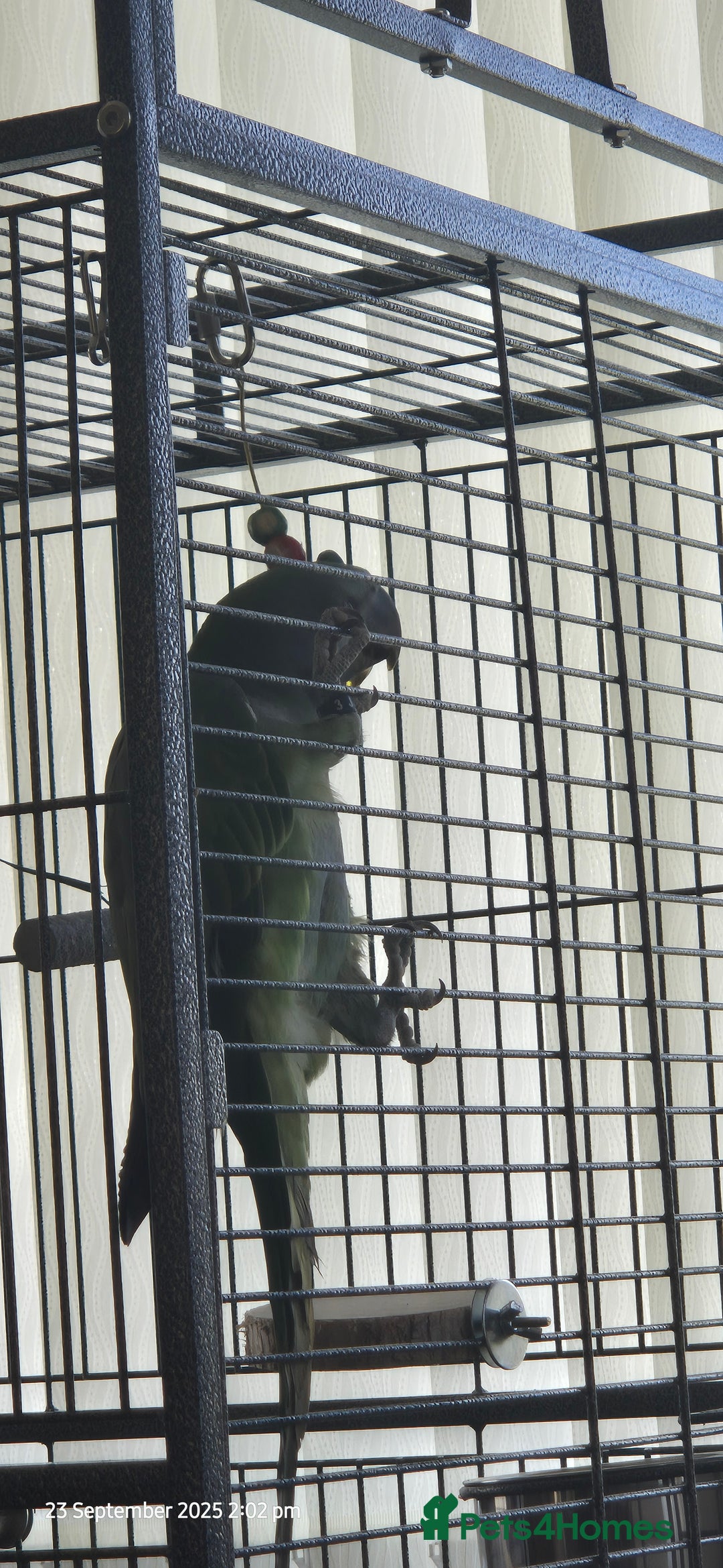 Parakeets birds for sale: 5 month old derbyan male  - Image 4