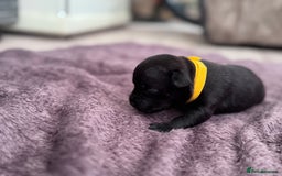 Staffordshire Bull Terrier dogs for sale: Staffys Puppies   25+ Champions ( Show Quality ) - Advert 18