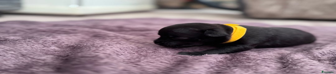 Staffordshire Bull Terrier Puppy 7