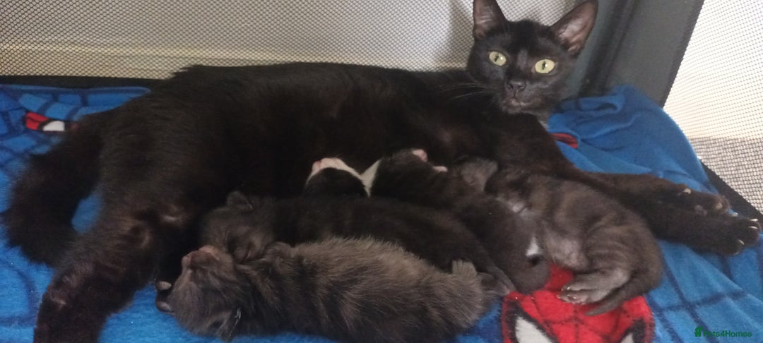 Mixed Breed cats for sale: 7 week old mixed breed kitten  - Image 2